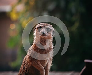 The meerkat or suricate, 2 years old outside