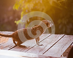 The meerkat or suricate, 2 years old outside