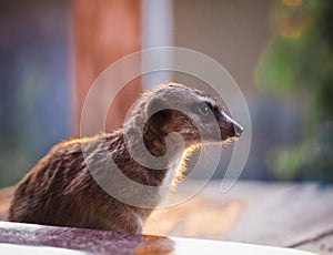 The meerkat or suricate, 2 years old outside