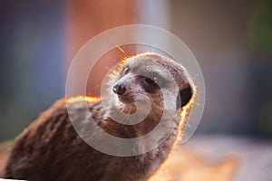 The meerkat or suricate, 2 years old outside