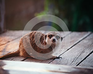 The meerkat or suricate, 2 years old outside