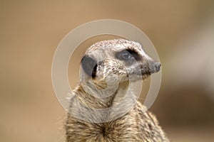 Meerkat or suricate