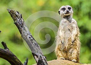 Meerkat (Suricate)