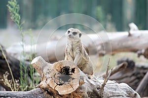 Meerkat, suricate