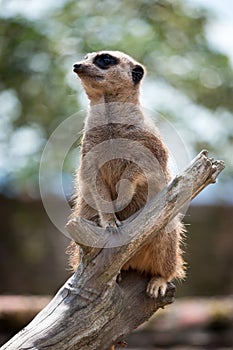 Meerkat or Suricate acting as a sentry for the group