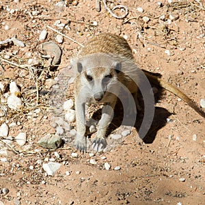 Meerkat or suricate begging for food