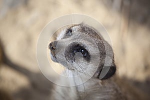 Meerkat (Suricate) Close-up