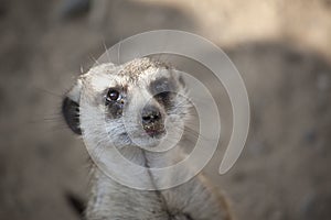 Meerkat (Suricate) Close-up photo