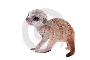 The meerkat or suricate cub, 2 month old, on white