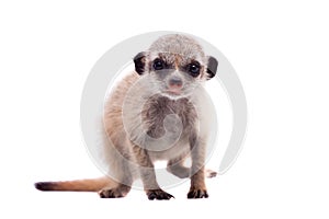 The meerkat or suricate cub, 2 month old, on white