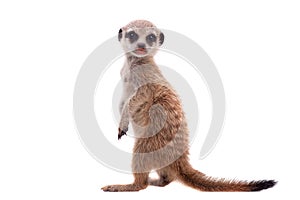 The meerkat or suricate cub, 2 month old, on white