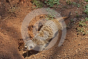 Meerkat or suricate dig a hole in earth