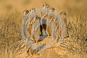 Meerkat (Suricate) family, Kalahari, South Africa photo