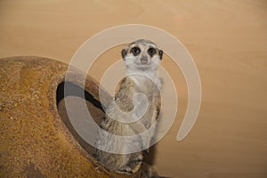 Meerkat (suricate) family, Kalahari, South Africa