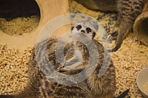 Meerkat (suricate) family, Kalahari, South Africa