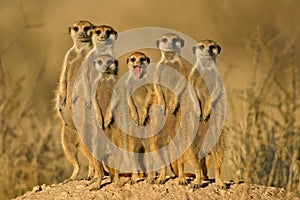 Meerkat (suricate) family, Kalahari, South Africa photo