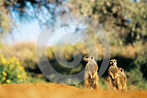 Meerkat suricate family, Kalahari, South Africa sunbathing