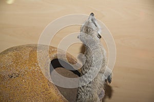 Meerkat (suricate) family, Kalahari, South Africa