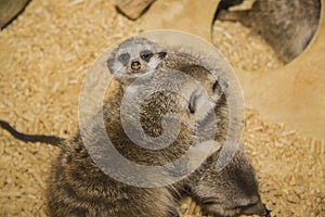 Meerkat (suricate) family, Kalahari, South Africa