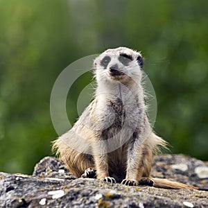 Meerkat or suricate