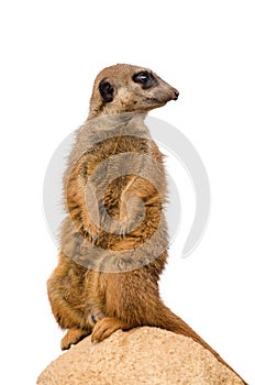 Meerkat (suricate) photo