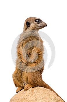 Meerkat (suricate)