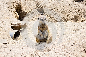 Meerkat- suricate at Lille zoo