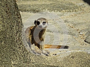 Meerkat Suricate Mongoose Animal Standing and Looking Out for Alert