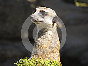 Meerkat Suricate Mongoose Animal Standing and Looking Out for Alert