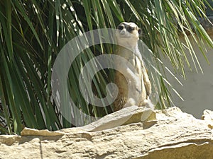 The meerkat or suricate photo