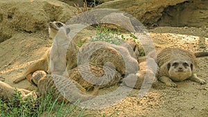 Meerkat or suricate on sand background