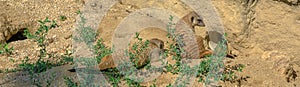 Meerkat or suricate on sand background