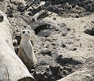 MEERKAT (SURICATE)