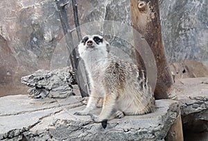 Meerkat or suricate, is a small carnivoran belonging to the mongoose family photo