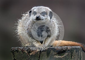 The meerkat or suricate is a small carnivoran belonging to the mongoose family.