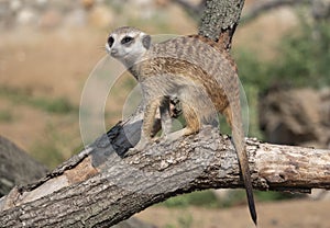 Meerkat or suricate is a small carnivoran belonging to the mongoose family photo