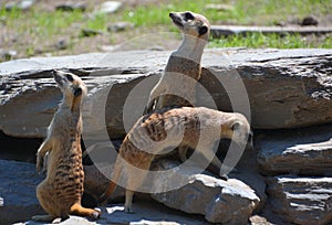 The meerkat or suricate is a small carnivoran belonging to the mongoose family