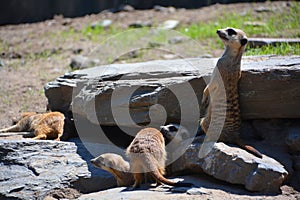 The meerkat or suricate is a small carnivoran belonging to the mongoose family