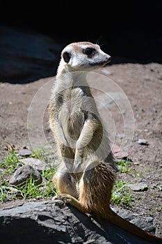 The meerkat or suricate is a small carnivoran belonging to the mongoose family