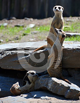 The meerkat or suricate is a small carnivoran belonging to the mongoose family