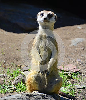 The meerkat or suricate is a small carnivoran belonging to the mongoose family