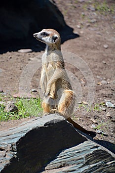 The meerkat or suricate is a small carnivoran belonging to the mongoose family