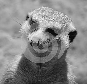 The meerkat or suricate is a small carnivoran belonging to the mongoose family