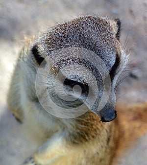 The meerkat or suricate is a small carnivoran belonging to the mongoose family