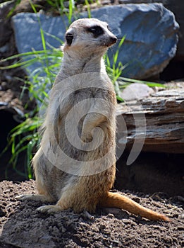 The meerkat or suricate is a small carnivoran photo