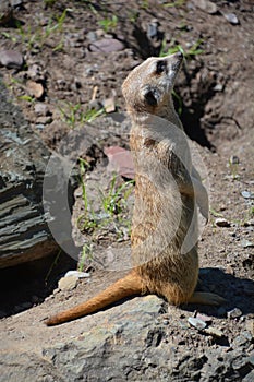 The meerkat or suricate is a small carnivoran photo