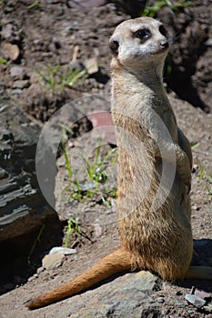 The meerkat or suricate is a small carnivoran photo