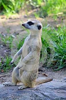 The meerkat or suricate is a small carnivoran photo