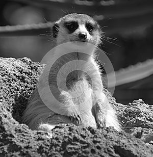 The meerkat or suricate is a small carnivoran photo