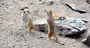 The meerkat or suricate is a small carnivoran photo